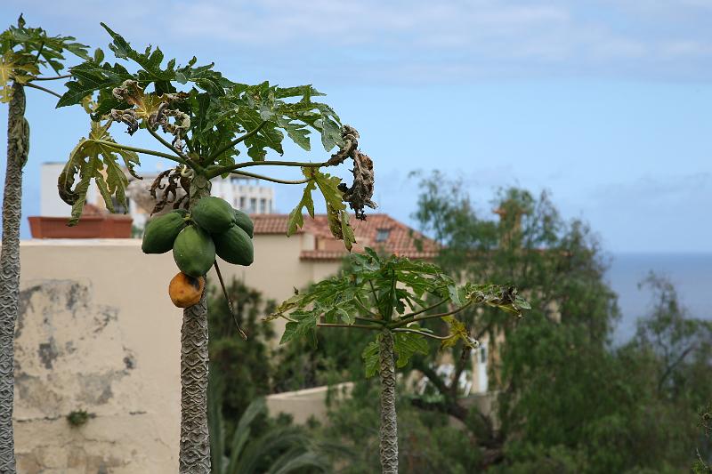 Puerto de la Cruz11.jpg
